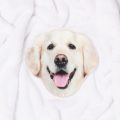 Dog Face Towels (Golden Retriever)